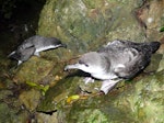 Buller's shearwater | Rako. Adults. Aorangi Island, Poor Knights Islands, December 2011. Image © Alan Tennyson by Alan Tennyson.