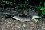 Buller's shearwater | Rako. Adult at breeding colony. Aorangi Island, Poor Knights Islands, March 1985. Image © Department of Conservation (image ref: 10033296) by Rod Morris.