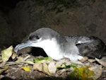 Buller's shearwater | Rako. Adult. Aorangi Island, Poor Knights Islands, December 2011. Image © Alan Tennyson by Alan Tennyson.