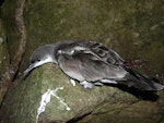 Buller's shearwater | Rako. Adult. Aorangi Island, Poor Knights Islands, December 2011. Image © Alan Tennyson by Alan Tennyson.