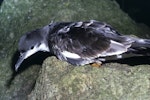 Buller's shearwater | Rako. Adult on breeding colony. Poor Knights Islands, October 1977. Image © Albert Aanensen by Albert Aanensen.