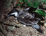 Buller's shearwater | Rako. Adult on breeding colony. Aorangi Island, Poor Knights Islands, May 1983. Image © Colin Miskelly by Colin Miskelly.