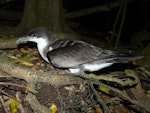 Buller's shearwater | Rako. Adult. Aorangi Island, Poor Knights Islands, December 2011. Image © Alan Tennyson by Alan Tennyson.