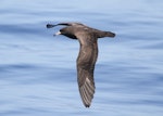 Flesh-footed shearwater | Toanui. Adult in flight. Hauraki Gulf, January 2014. Image © Alexander Viduetsky by Alexander Viduetsky.