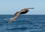 Flesh-footed shearwater | Toanui. Adult in flight. East of Poor Knights Islands, November 2018. Image © Les Feasey by Les Feasey.