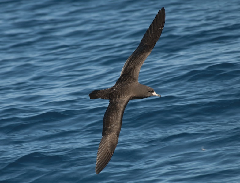 Flesh-footed shearwater | Toanui. Dorsal view of adult in flight. Off Whitianga, March 2012. Image © Philip Griffin by Philip Griffin.