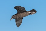 Flesh-footed shearwater | Toanui. Adult in flight. At sea off Kiama NSW Australia, April 2019. Image © Lindsay Hansch by Lindsay Hansch.