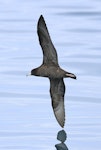 Flesh-footed shearwater | Toanui. In flight. Cook Strait, April 2016. Image © Phil Battley by Phil Battley.