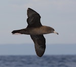 Flesh-footed shearwater | Toanui. Side view of adult in flight. At sea off Wollongong, New South Wales, Australia, February 2009. Image © Brook Whylie by Brook Whylie.