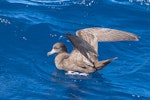 Flesh-footed shearwater | Toanui. Adult on water. At sea off Kiama NSW Australia, April 2019. Image © Lindsay Hansch by Lindsay Hansch.