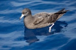 Flesh-footed shearwater | Toanui. Adult on the water. Three Kings pelagic, March 2015. Image © Les Feasey by Les Feasey.