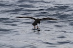 Flesh-footed shearwater | Toanui. Adult landing on water showing webbing. At sea off Whangaroa Harbour, Northland, January 2011. Image © Jenny Atkins by Jenny Atkins.