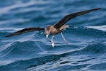 Flesh-footed shearwater | Toanui. Adult about to land on water. Hauraki Gulf, April 2009. Image © Martin Sanders by Martin Sanders.