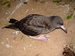 Flesh-footed shearwater | Toanui. Adult on ground showing bill and foot colouring. Middle Island, November 2003. Image © Graeme Taylor by Graeme Taylor.