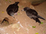 Flesh-footed shearwater | Toanui. Pair by burrow. Middle Island, November 2003. Image © Graeme Taylor by Graeme Taylor.