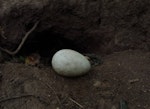 Flesh-footed shearwater | Toanui. Egg (70.0 x 48.6 mm) outside burrow entrance. Titi Island, Marlborough Sounds, January 2013. Image © Colin Miskelly by Colin Miskelly.