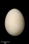 Flesh-footed shearwater | Toanui. Egg 61.6 x 45.5 mm (NMNZ OR.027713, collected by Graeme Taylor). Kauwahaia Island, Bethells Beach, December 2004. Image © Te Papa by Jean-Claude Stahl.