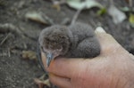 Flesh-footed shearwater | Toanui. Chick. Titi Island, February 2013. Image © Ingrid Hutzler by Ingrid Hutzler.