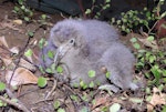 Flesh-footed shearwater | Toanui. Chick. Kauwahaia Island, Bethells Beach, February 2013. Image © Colin Miskelly by Colin Miskelly.