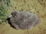 Flesh-footed shearwater | Toanui. Chick. Kauwahaia Island, Bethells Beach, April 1994. Image © Alan Tennyson by Alan Tennyson.