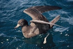 Flesh-footed shearwater | Toanui. Adult on water with raised wings. Near the Aldermen Islands, November 1994. Image © Alan Tennyson by Alan Tennyson.