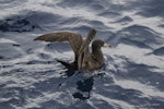 Flesh-footed shearwater | Toanui. Adult on water with wings raised. At sea off Whangaroa Harbour, Northland, January 2011. Image © Jenny Atkins by Jenny Atkins.