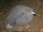 Flesh-footed shearwater | Toanui. Chick. Kauwahaia Island, Bethells Beach, March 2016. Image © Alan Tennyson by Alan Tennyson.