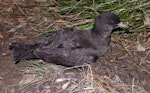 Flesh-footed shearwater | Toanui. Adult at breeding colony. Kauwahaia Island, Bethells Beach, February 2013. Image © Colin Miskelly by Colin Miskelly.