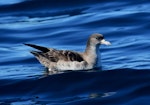 Pink-footed shearwater. Adult. Kaikoura pelagic, February 2018. Image © Matt Anderson by Matt Anderson.