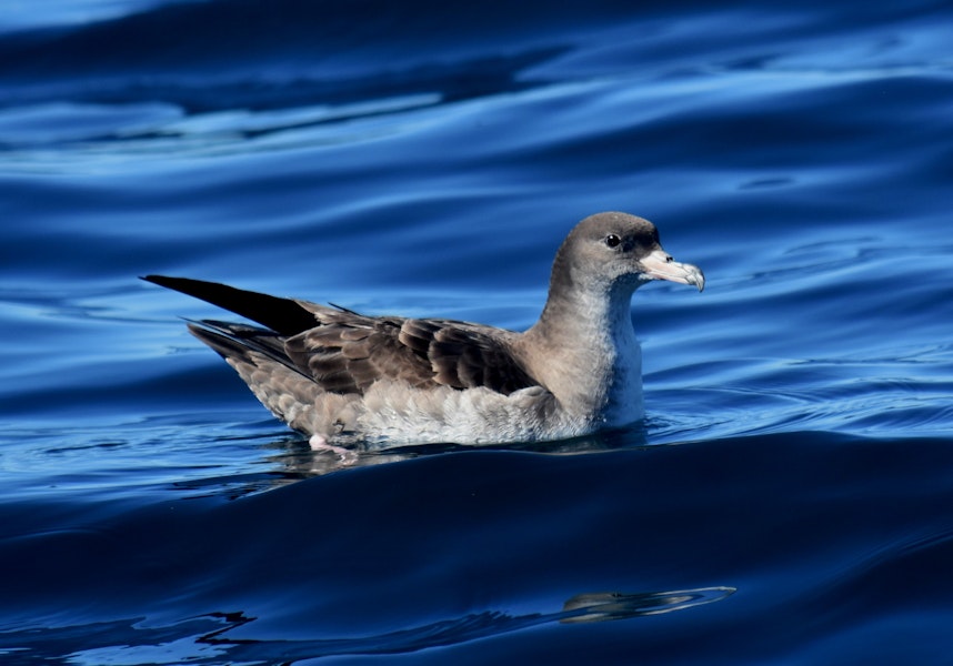 Pink-footed shearwater. Adult. Kaikoura pelagic, February 2018. Image © Matt Anderson by Matt Anderson.