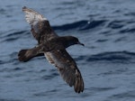 Pink-footed shearwater. Adult in flight. East of the Poor Knights Islands., July 2021. Image © Tim Barnard by Tim Barnard.