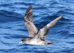 Pink-footed shearwater. Adult in flight. East of the Poor Knights Islands., July 2021. Image © Tim Barnard by Tim Barnard.