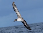 Pink-footed shearwater. Adult in flight. East of the Poor Knights Islands, July 2021. Image © Tim Barnard by Tim Barnard.