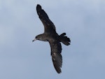 Pink-footed shearwater. Adult in flight. East of the Poor Knights Islands., July 2021. Image © Tim Barnard by Tim Barnard.