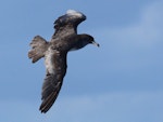 Pink-footed shearwater. Adult in flight. East of the Poor Knights Islands., July 2021. Image © Tim Barnard by Tim Barnard.