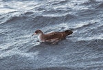 Pink-footed shearwater. Adult on water. Off Kaikoura, December 2001. Image © Alan Tennyson by Alan Tennyson.