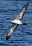 Pink-footed shearwater. Adult in flight, ventral. Off Half Moon Bay, California, September 2009. Image © Alvaro Jaramillo by Alvaro Jaramillo.