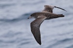 Pink-footed shearwater. Adult in flight. Half Moon Bay, California, September 2012. Image © Alvaro Jaramillo by Alvaro Jaramillo.