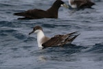 Great shearwater. Adult (white-chinned petrel in background). Off Cape of Good Hope, South Africa, October 2015. Image © Geoff de Lisle by Geoff de Lisle.