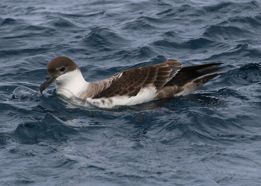 Great shearwater. Adult on water. Off Cape of Good Hope, South Africa, October 2015. Image © Geoff de Lisle by Geoff de Lisle.