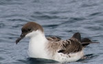 Great shearwater. Adult on water. Off Cape of Good Hope, South Africa, October 2015. Image © Geoff de Lisle by Geoff de Lisle.