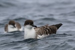 Great shearwater. Two adults on water. Off Cape of Good Hope, South Africa, October 2015. Image © Geoff de Lisle by Geoff de Lisle.