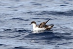 Great shearwater. Adult on water. Port Fairy pelagic, Victoria, April 2011. Image © Jennifer Spry 2011 birdlifephotography.org.au by Jennifer Spry.