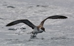 Great shearwater. Adult taking flight. Off Cape of Good Hope, South Africa, October 2015. Image © Geoff de Lisle by Geoff de Lisle.