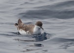 Great shearwater. Bird on water. At sea off Port Fairy, Victoria, Australia, February 2012. Image © Sonja Ross by Sonja Ross.