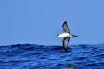 Great shearwater. Adult in flight, ventral view. Off Saint Jean de Luz, France, October 2019. Image © Cyril Vathelet by Cyril Vathelet.