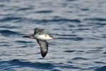 Great shearwater. Adult in flight, ventral view. Off Saint Jean de Luz, France, October 2019. Image © Cyril Vathelet by Cyril Vathelet.