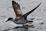 Great shearwater. Adult taking flight. Off Cape of Good Hope, South Africa, October 2015. Image © Geoff de Lisle by Geoff de Lisle.