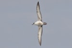 Great shearwater. Adult in flight. Eaglehawk Neck pelagic, 40 km offshore, Tasmania, May 2019. Image © William Betts 2019 birdlifephotography.org.au by William Betts.