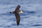 Great shearwater. Adult in flight. Eaglehawk Neck pelagic, 40 km off coast, Tasmania, May 2019. Image © William Betts 2019 birdlifephotography.org.au by William Betts.